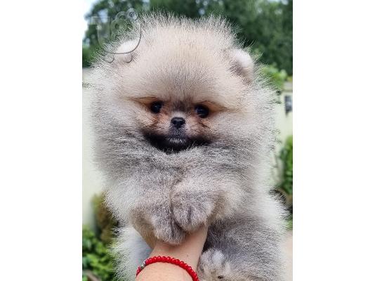 Pomeranian Boo θηλυκό