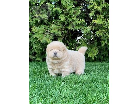 PoulaTo: chow chow