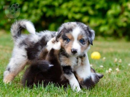 PoulaTo: Κουτάβια Australian Shepherd