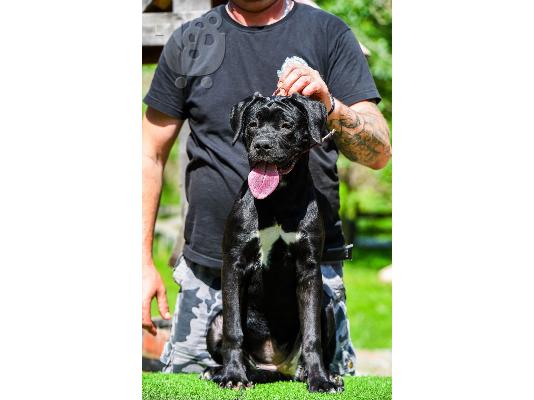 PoulaTo: Cane Corso θηλυκό κουτάβι