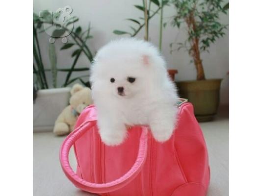 PoulaTo: Πωλείται λευκό κουτάβι Pomeranian