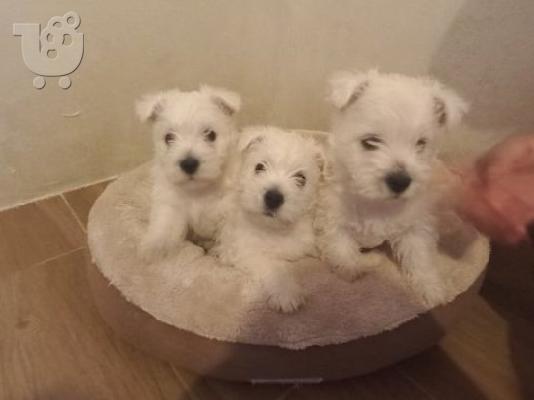 PoulaTo: Κουτάβια West Highland White Terrier