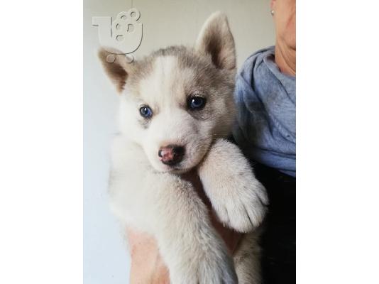 PoulaTo: Χάσκι Σιβηρίας (Siberian Husky)