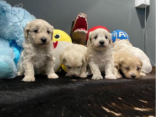 PoulaTo: Πώληση Maltipoo Puppys