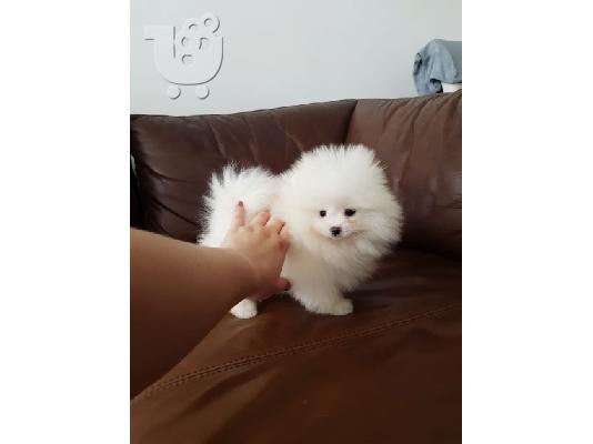 PoulaTo: κουτάβια pomeranian