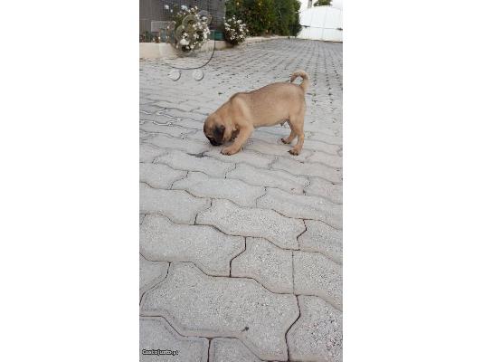 κουτάβια mopse pug έτοιμα τώρα