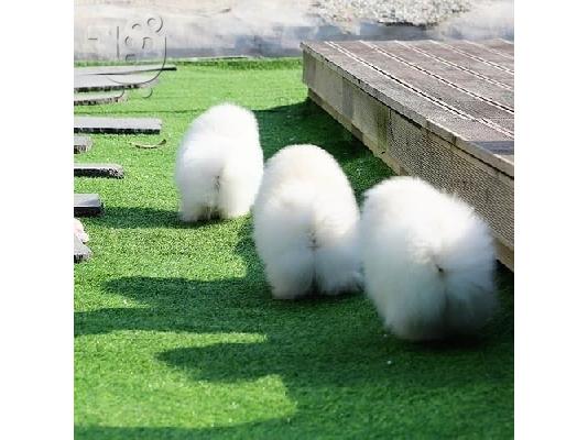 PoulaTo: Γοητευτικά κουτάβια Pomeranian