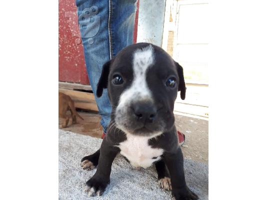 Πωλούνται αρσενικά και θηλυκά κουτάβια Pitbull.