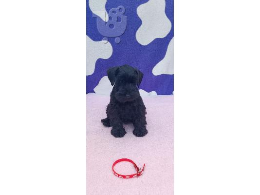Μινιατούρα Schnauzer κουτάβια