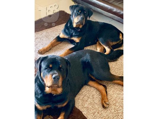 PoulaTo: ROTTWEILER ΡΟΤΒΑΙΛΕΡ ΘΕΣΣΑΛΟΝΙΚΗ