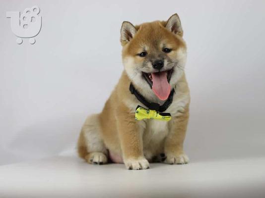 PoulaTo: Shiba Inu - Σίμπα Ίνου