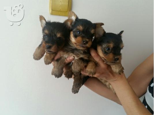 Yorkshire Terrier Καθαροαιμα κουτάβια ευκαιρία 6988190151  ΑΘΗΝΑ...