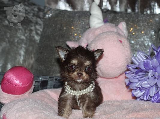PoulaTo: AKC Chihuahua Puppies