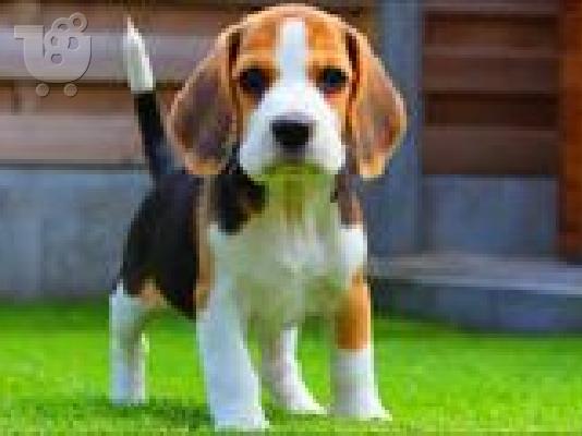 PoulaTo: Ζητάω καθαρόαιμο κουτάβι μπιγκλ