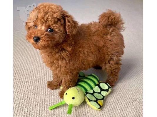 PoulaTo: Toy Poodle κουτάβια Whatsapp/Viber +48785742139