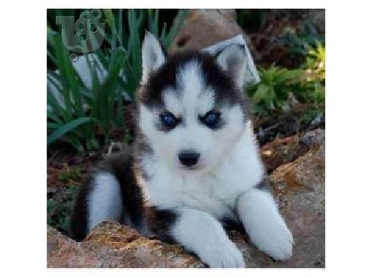 PoulaTo: Siberian Husky puppies €150