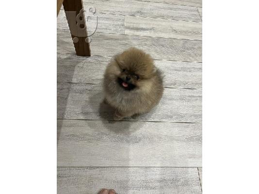 Κουτάβια Pomeranian από εξαιρετικούς γονείς