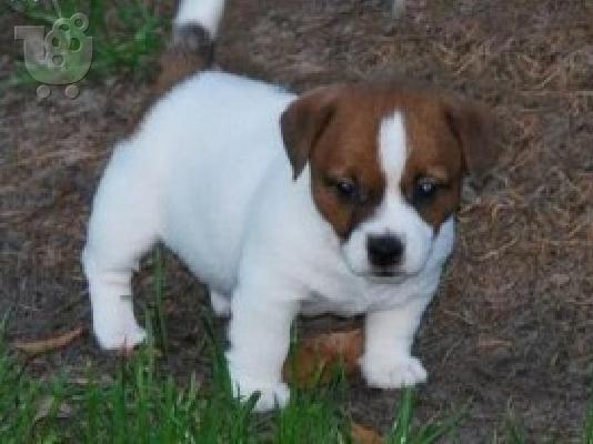 PoulaTo: Εκπαιδευμένα κουτάβια Jack Russell στο σπίτι