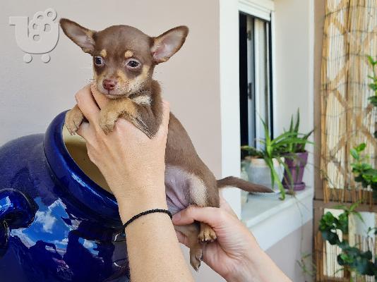 PoulaTo: Pinscher miniature Chocolate cream - Πίντσερ μινιατούρα Σοκολατί κρεμ
