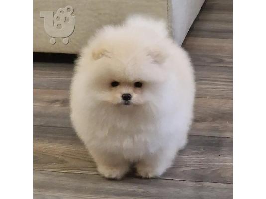 Pomeranian Spitz κουτάβια