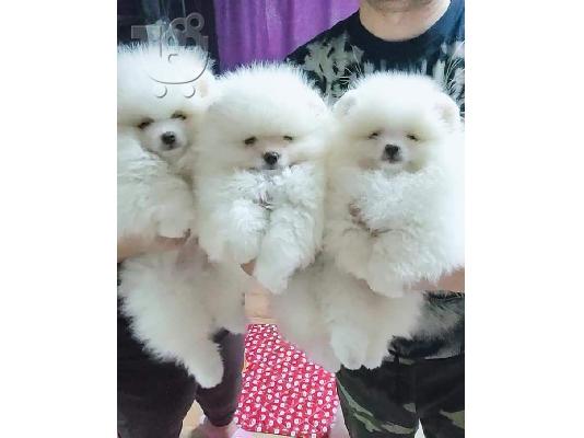 PoulaTo: Οι μικροί μου θησαυροί Τα κουτάβια Pomeranian