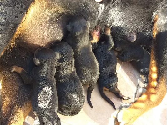 PoulaTo: Αρσενικό Rottweiler 50 ημερών άριστα μορφολογικά .