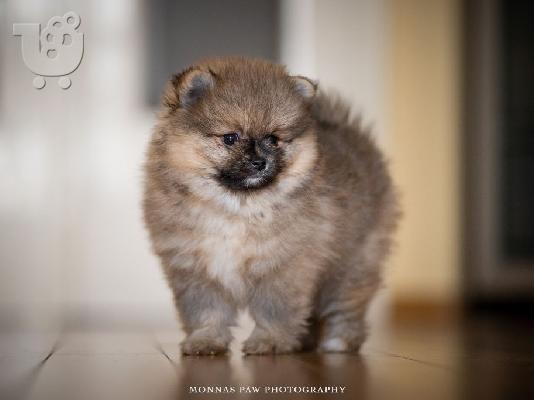 Υψηλής ποιότητας κουτάβια Pomeranian