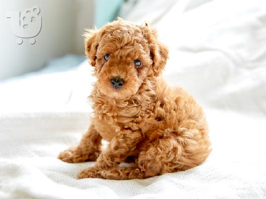 PoulaTo: Poodle apricot mini - Κανίς βερυκοκί μίνι