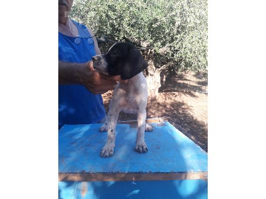 PoulaTo: Πώληση κουταβιων πόιντερ