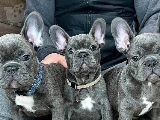 PoulaTo: French bulldog Blue