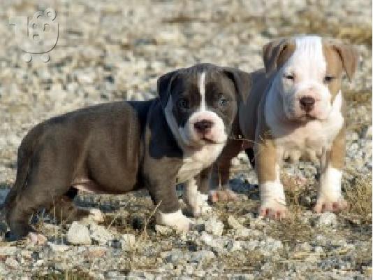 PoulaTo: Αμερικανικά κουτάβια Pit Bull