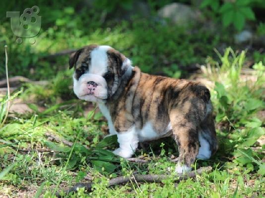 PoulaTo: Αγγλικά μπουλντόγκ για Rehoming