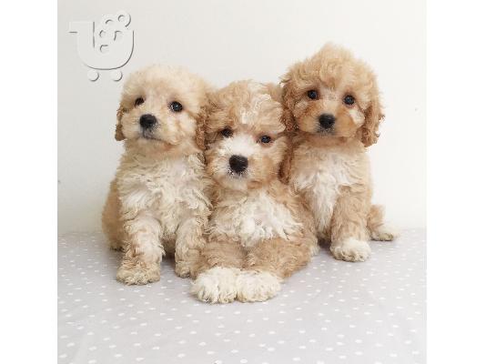 PoulaTo: Beuatiful cavachon κουτάβι διαθέσιμο για υιοθεσία