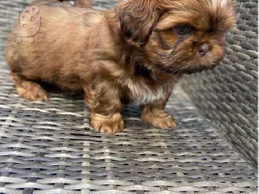             ΟΜΟΡΦΟ ΚΟΠΗ SHIH TZU PUPPY