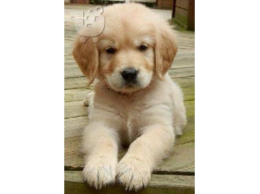 PoulaTo: Golden retriever - Γκόλντεν ριτρίβερ