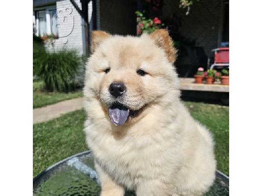 Chow chow αρσενικά