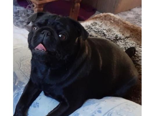 Koutávia Kc Pugs
