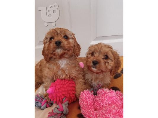 PoulaTo: Cavapoo Red