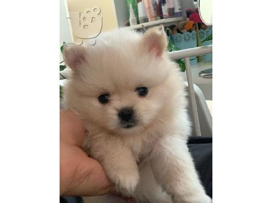 PoulaTo: Pomeranian szpic