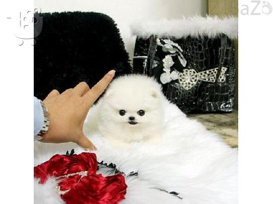 Ómorfa lefká krem koutávia pomeranian