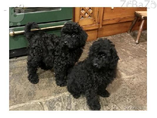 PoulaTo: ómorfa koutávia schnoodle
