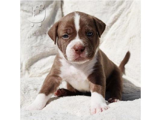 PoulaTo: Αμερικανικό PitBull