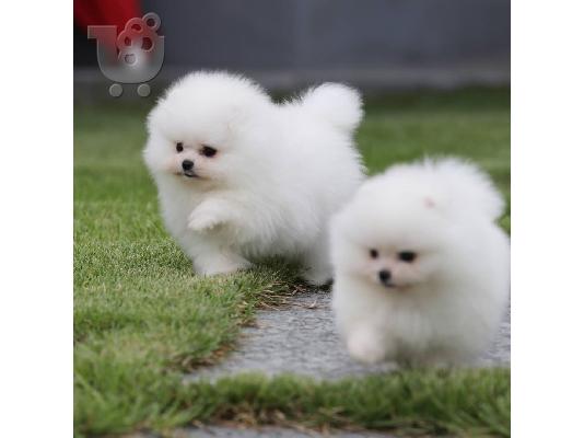 PoulaTo: Προσφορά χαριτωμένων κουταβιών Pomeranian