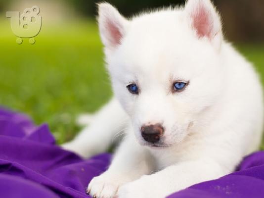 PoulaTo: Ζητειται Siberian Husky