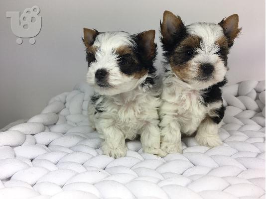 PoulaTo: Διατίθεται Yorkshire Terrier