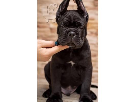 Cane Corso κουτάβια