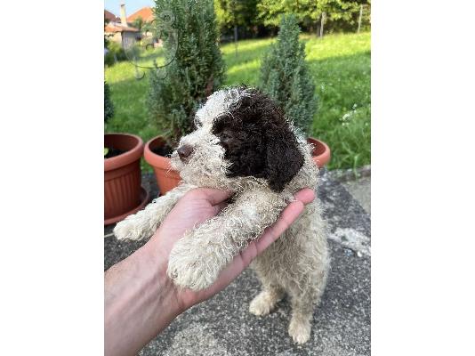 Lagotto Romagnolo κουτάβια