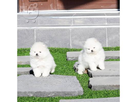 Οι υπέροχοι Pomeranians περιμένουν τα αγαπημένα τους σπίτια!...