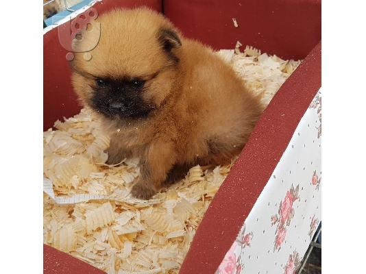 PoulaTo: Pomeranian Boo type - Πομεράνιαν μπου