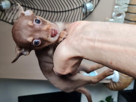 Pinsher miniature puppy chocolate color - Πίντσερ μινιατούρα σοκολατί χρώμα...